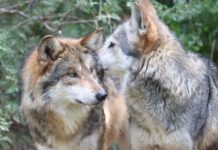 Participa Tamaulipas en Programa Binacional del Lobo Gris Mexicano