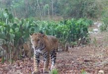 Impulsa Tamaulipas conservación del jaguar con estaciones de fototrampeo