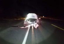 Unidad se impacta contra vaca y la mata