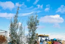 Impulsa Alcalde Carlos Peña Ortiz plantación de olivos para reforestar Reynosa