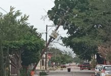 Caen árboles y se registran apagones en Madero