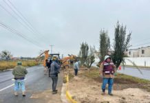 Planta Gobierno de Carlos Peña Ortiz olivos en avenidas de Reynosa