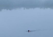Joven ingresó a laguna del Carpintero lo ataca un cocodrilo