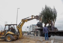 Avanza programa de reforestación del Gobierno Municipal de Reynosa