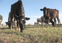 Sequía golpea al ganado y baja su precio ganaderos no pueden mantener sus hatos