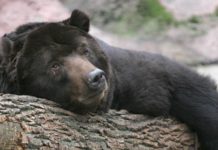 El curioso vínculo entre la hibernación animal y el envejecimiento (y lo que podemos aprender los humanos de ella)