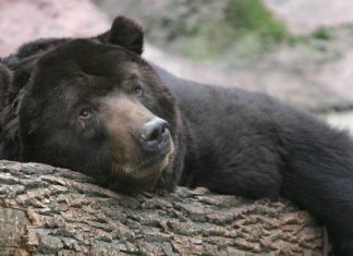 El curioso vínculo entre la hibernación animal y el envejecimiento (y lo que podemos aprender los humanos de ella)