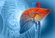 Utilizan por primera vez un hígado de cerdo para filtrar sangre humana