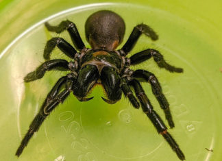 Fármaco para el corazón con veneno de una araña letal supera pruebas preclínicas con éxito