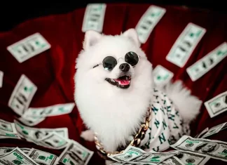 Abuelita deja millonaria herencia a sus mascotas porque sus hijos no la visitaron nunca