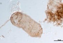 Descubren un secreto de 1.750 millones de años sobre el origen de la vida