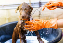 ¿Es cierto que bañar a tu perro en invierno daña su salud?