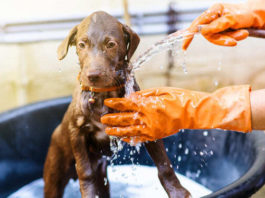 ¿Es cierto que bañar a tu perro en invierno daña su salud?