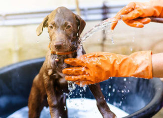 ¿Es cierto que bañar a tu perro en invierno daña su salud?