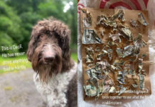 Este perrito se comió 4 mil dólares. ¿Qué hicieron sus dueños para recuperar el dinero?