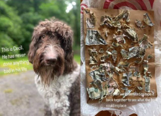 Este perrito se comió 4 mil dólares. ¿Qué hicieron sus dueños para recuperar el dinero?