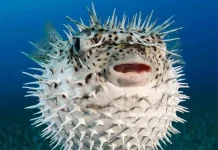 Hombre muere tras cocinar él mismo un pez globo que le regalaron