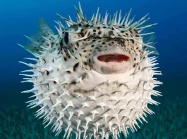 Hombre muere tras cocinar él mismo un pez globo que le regalaron