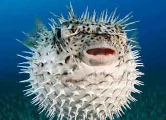 Hombre muere tras cocinar él mismo un pez globo que le regalaron