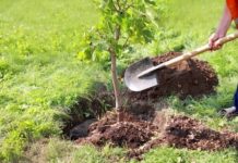 Positivo que ciudadanos siembren un arbolito para reforestar la ciudad