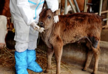 Clonan en China por primera vez vacas tibetanas en peligro de extinción