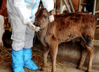 Clonan en China por primera vez vacas tibetanas en peligro de extinción