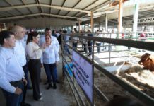 Aplican programa “Mejoramiento Ganadero NLD”