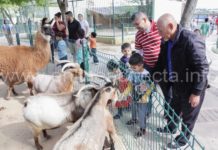 Plaga de palomas afecta hábitat de fauna en el zoológico