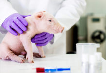 Japón logra criar cerdos modificados genéticamente con órganos aptos para trasplantes a humanos