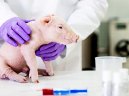 Japón logra criar cerdos modificados genéticamente con órganos aptos para trasplantes a humanos