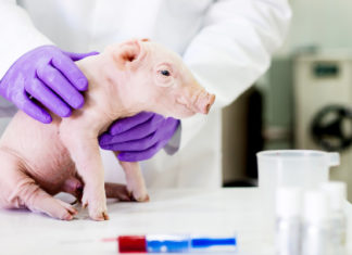 Japón logra criar cerdos modificados genéticamente con órganos aptos para trasplantes a humanos