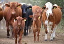 Campesinos reciben apoyo gubernamental