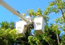 Exhortan a usuarios mantener sus líneas eléctricas despejadas de arboles