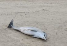 Encuentran delfín muerto en playa Miramar