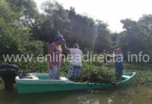Limpiarán lirio acuático del Sistema Lagunario de la zona sur