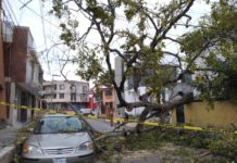 Norte derriba árbol y cae sobre vehículo, y también tumba poste del alumbrado