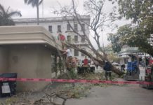 Otro árbol cae, ahora sobre refresquería de Plaza de Armas