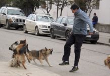 Perros al ataque mandan al hospital a 194