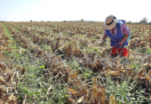 “No hay apoyos para el campo, pero sí hay agua para el riego”: CNC.