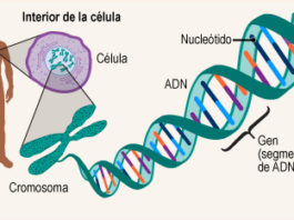 Mutación en gen fue clave de la falta de cola en los seres humanos
