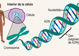 Mutación en gen fue clave de la falta de cola en los seres humanos