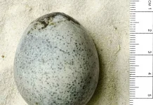 Descubren huevo de gallina de la antigua Roma; tiene su yema líquida y sus claras intactas