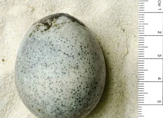 Descubren huevo de gallina de la antigua Roma; tiene su yema líquida y sus claras intactas