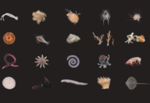 Hallan una criatura misteriosa entre 100 potenciales nuevas especies en el fondo del océano