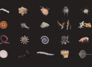 Hallan una criatura misteriosa entre 100 potenciales nuevas especies en el fondo del océano