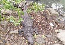Exhortan a la población a no invadir hábitat de cocodrilos en la Laguna del Carpintero