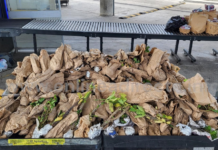 Decomisan 300 plantas vivas en dos embarques en puente internacional