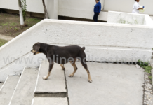 Exhortan a la población a llevar a sus mascotas a vacunar contra la rabia