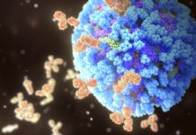 Descubren un ‘interruptor’ que puede ayudar a combatir enfermedades autoinmunes