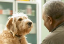 Perros adiestrados logran detectar la enfermedad de Parkinson con una precisión de hasta el 90 %